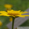 Anthemis tinctora Faerber-Hundskamille Dyers Chamomile 1.jpg