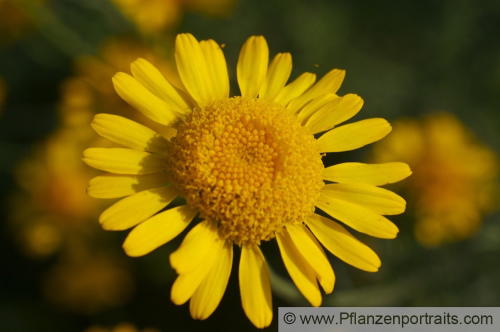 Anthemis tinctora Faerber-Hundskamille Dyers Chamomile.jpg