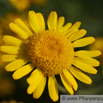 Anthemis tinctora Faerber-Hundskamille Dyers Chamomile.jpg