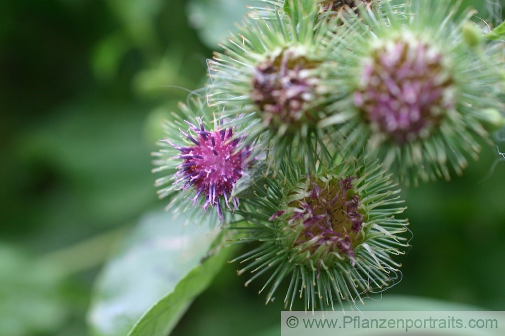 Arctium minus Kleine Klette Common Burdock.jpg