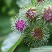 Arctium minus Kleine Klette Common Burdock.jpg