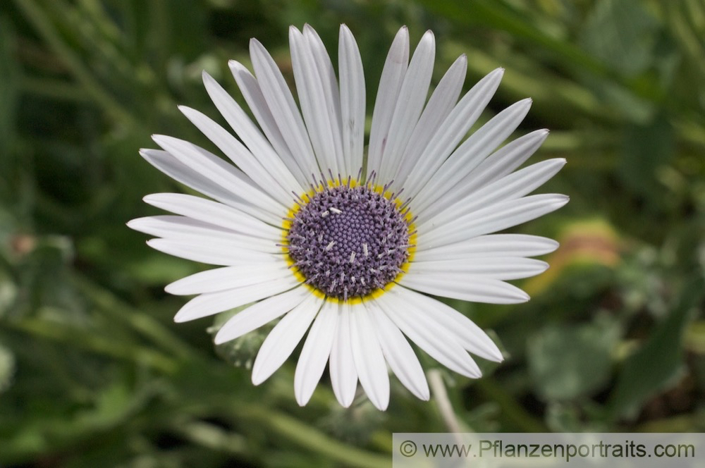 Arctotis fastuosa Praechtiges Baehrenohr Cape Daisy.jpg