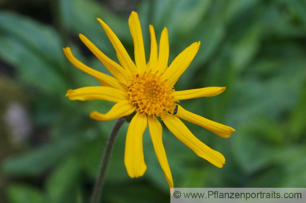 Arnica montana Bergwohlverleih Mountain Arnica.jpg