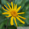 Arnica montana Bergwohlverleih Mountain Arnica.jpg