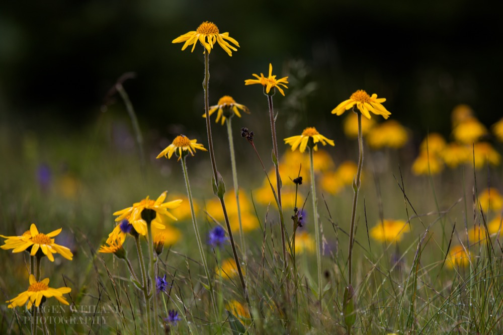 Arnica montana Bergwohlverleih Moutain arnica 2.jpg