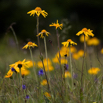 Arnica montana Bergwohlverleih Moutain arnica 2.jpg