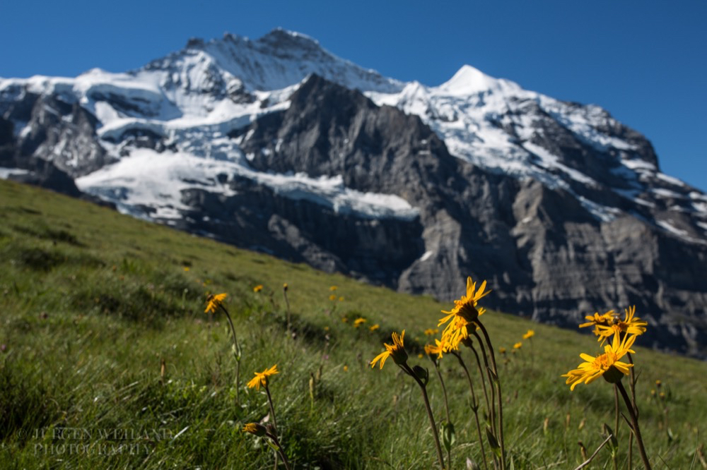 Arnica montana Bergwohlverleih Moutain arnica 3 Kopie.jpg