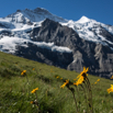 Arnica montana Bergwohlverleih Moutain arnica 3 Kopie.jpg