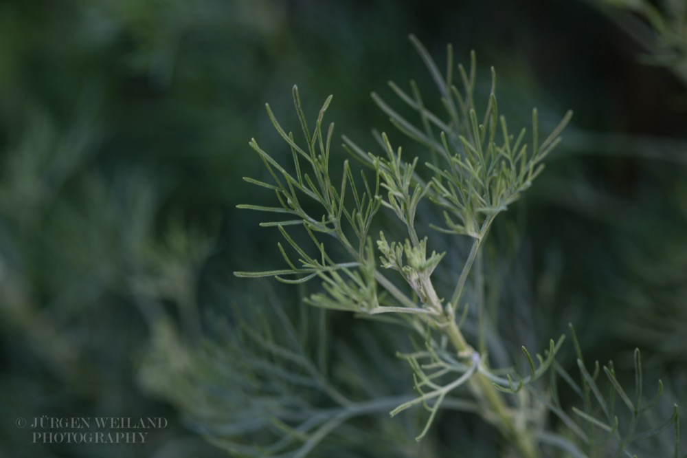 Artemisia abrotanum Eberraute Southern wormwood.jpg