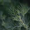 Artemisia abrotanum Eberraute Southern wormwood.jpg