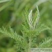 Artemisia afra African Wormwood.jpg