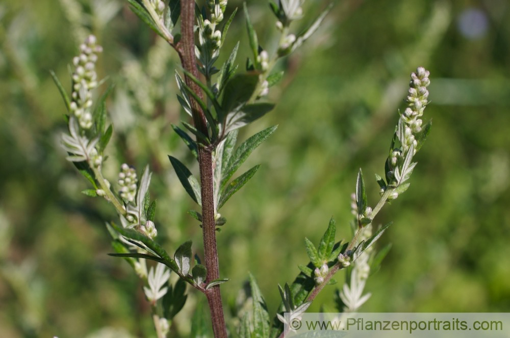 Artemisia vulgaris Beifuss E_Mugwort1.jpg