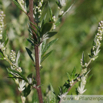 Artemisia vulgaris Beifuss E_Mugwort1.jpg