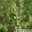 Artemisia vulgaris Beifuss Mugwort.jpg