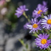 Aster alpinus Alpen-Aster.jpg