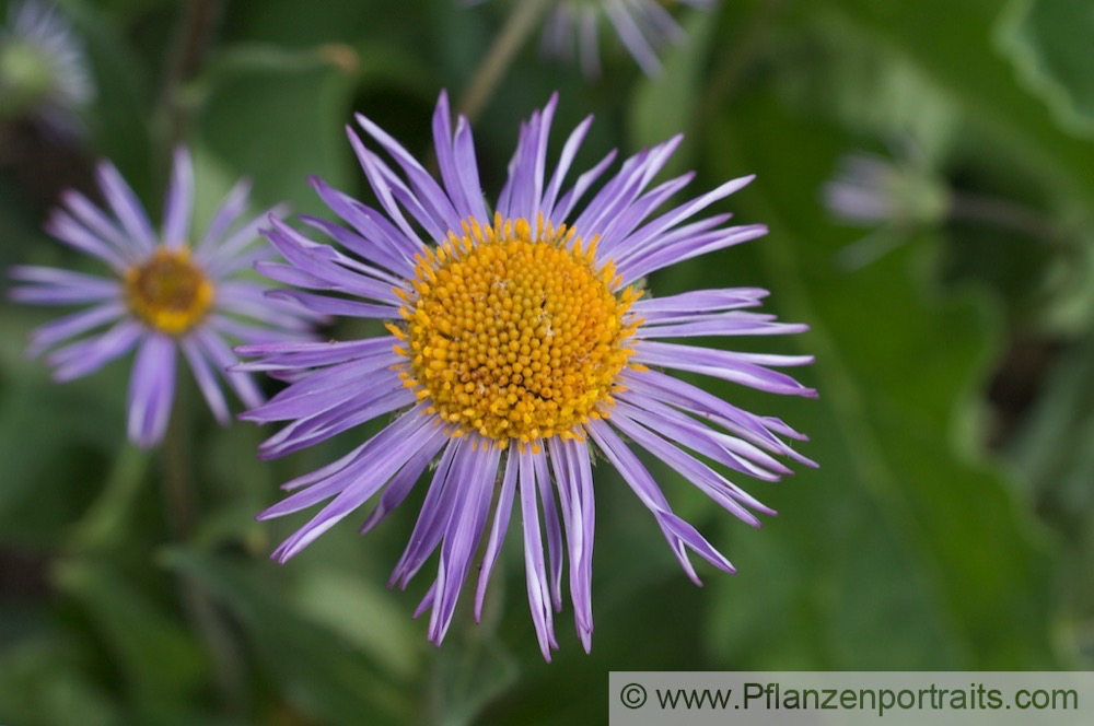 Aster tongolensis Szetschuan Aster Himalaya Aster 1.jpg