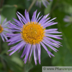 Aster tongolensis Szetschuan Aster Himalaya Aster 1.jpg