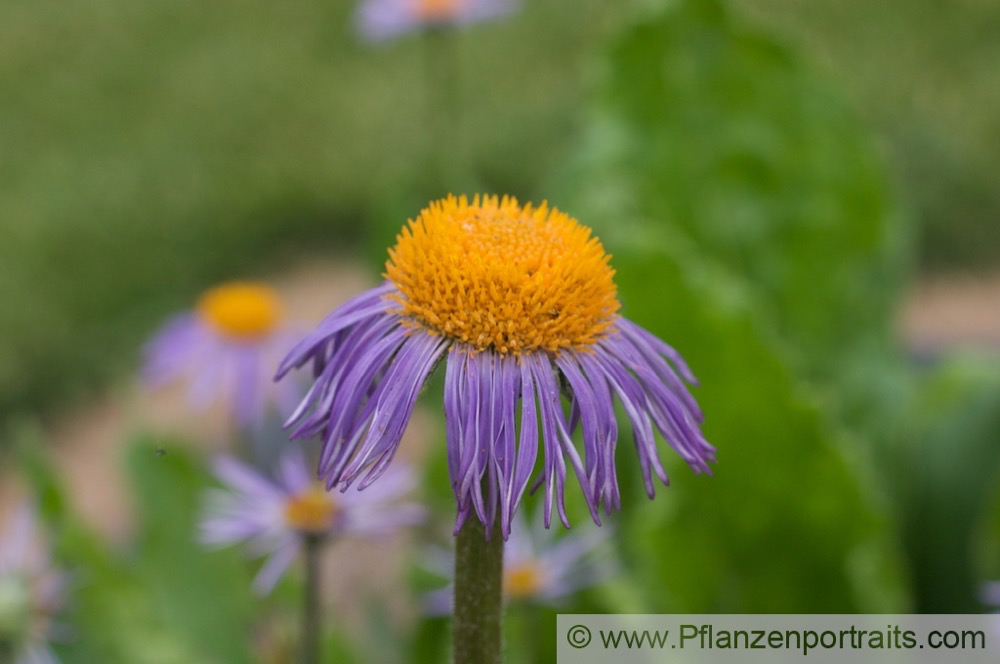 Aster tongolensis Szetschuan Aster Himalaya Aster.jpg