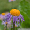 Aster tongolensis Szetschuan Aster Himalaya Aster.jpg