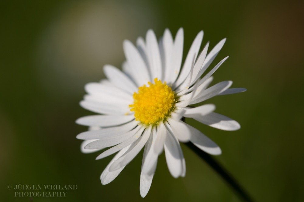 Bellis perennis Gänseblümchen Tausendschön Daisy 2.jpg