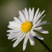 Bellis perennis Gänseblümchen Tausendschön Daisy 2.jpg