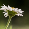 Bellis perennis Gänseblümchen Tausendschön Daisy.jpg