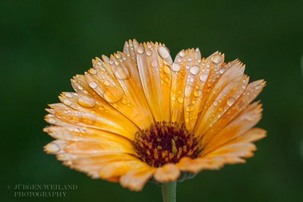 Calendula officinalis Ringelblume Marigold 2.jpg