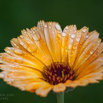 Calendula officinalis Ringelblume Marigold 2.jpg