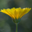 Calendula officinalis Ringelblume Marigold 3.jpg