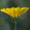 Calendula officinalis Ringelblume Marigold.jpg