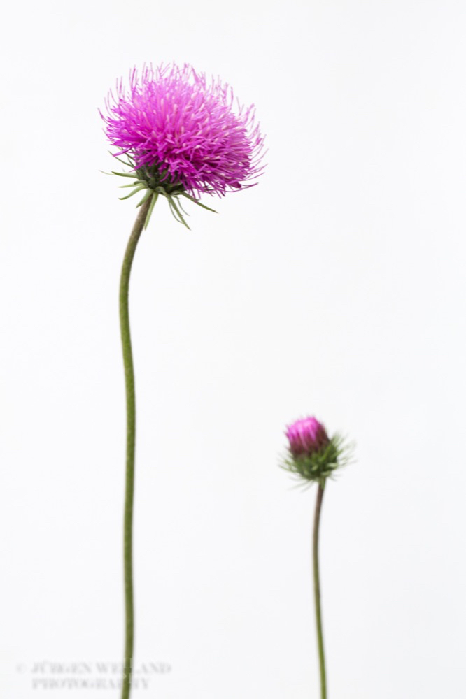 Carduus defloratus Alpendistel Alpine Thistle.jpg