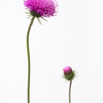 Carduus defloratus Alpendistel Alpine Thistle.jpg