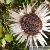 Carlina acaulis Silberdiste Grosse Eberwurz  Stemless Carline Thistle.jpg