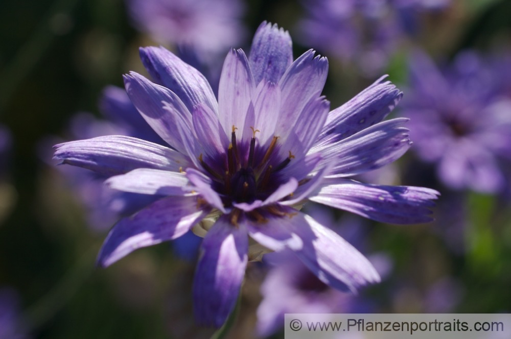 Catananche caerulea Amorpfeil Blaue Rasselblume Cupids Dart 1.jpg