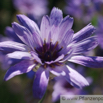 Catananche caerulea Amorpfeil Blaue Rasselblume Cupids Dart 1.jpg