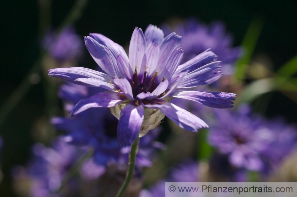 Catananche caerulea Amorpfeil Blaue Rasselblume Cupids Dart 3.jpg