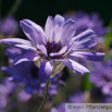 Catananche caerulea Amorpfeil Blaue Rasselblume Cupids Dart 3.jpg