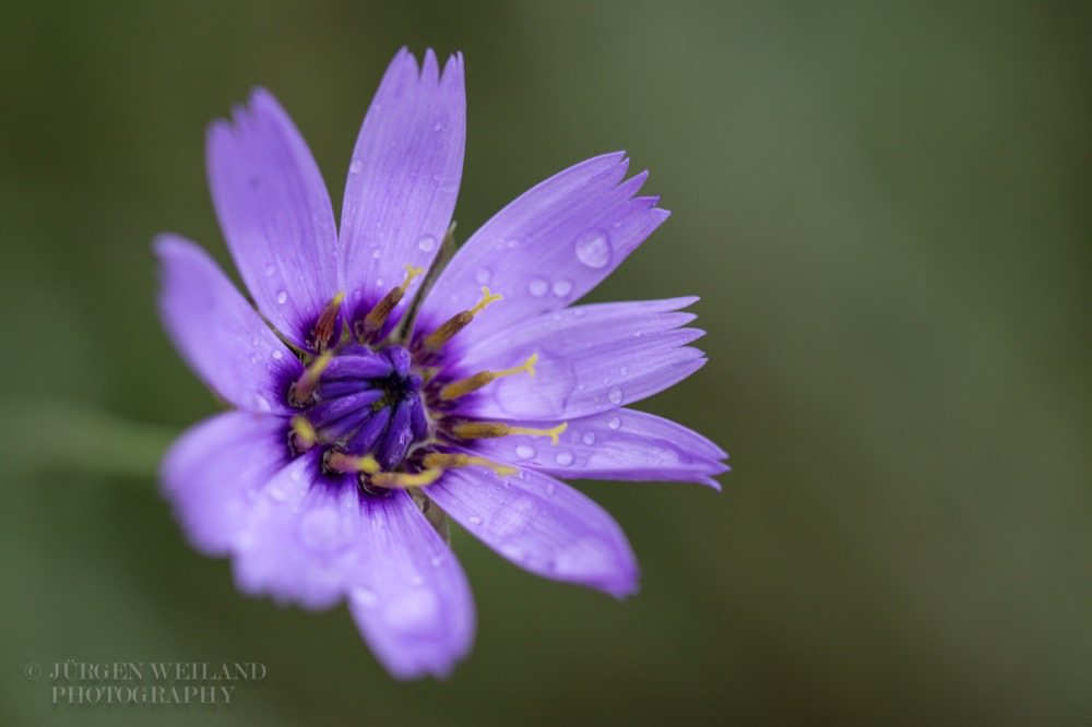 Catananche caerulea Amorpfeil Blaue Rasselblume Cupids Dart 4.jpg