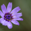 Catananche caerulea Amorpfeil Blaue Rasselblume Cupids Dart 4.jpg