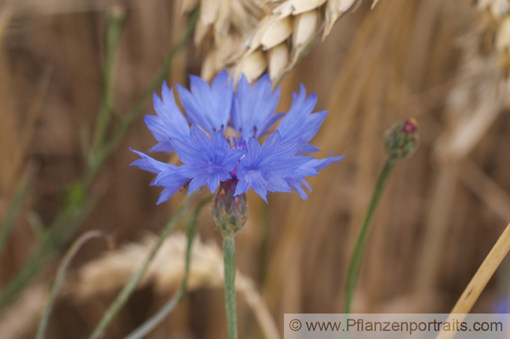 Centaurea cyanus Kornblume Cornflowe Bachelors Button 1.jpg