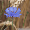 Centaurea cyanus Kornblume Cornflowe Bachelors Button 1.jpg