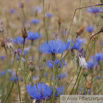 Centaurea cyanus Kornblume Cornflowe Bachelors Button.jpg