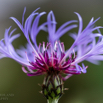 Centaurea jacea Wiesenflockenblume brown knapweed.jpg