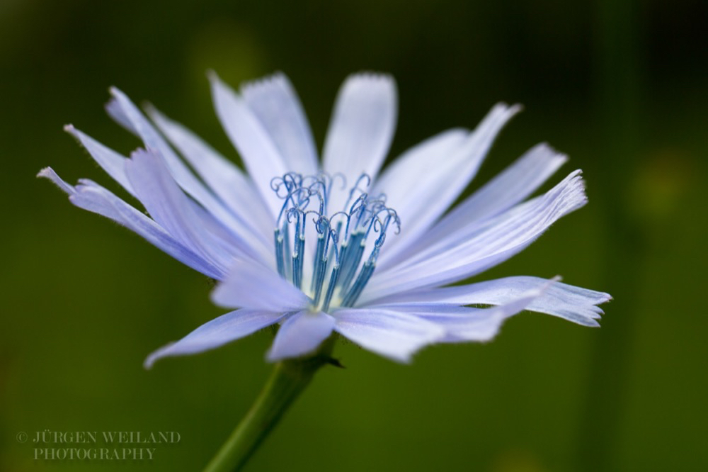 Cichorium intybus Wegwarte Common chicory.jpg