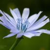 Cichorium intybus Wegwarte Common chicory.jpg