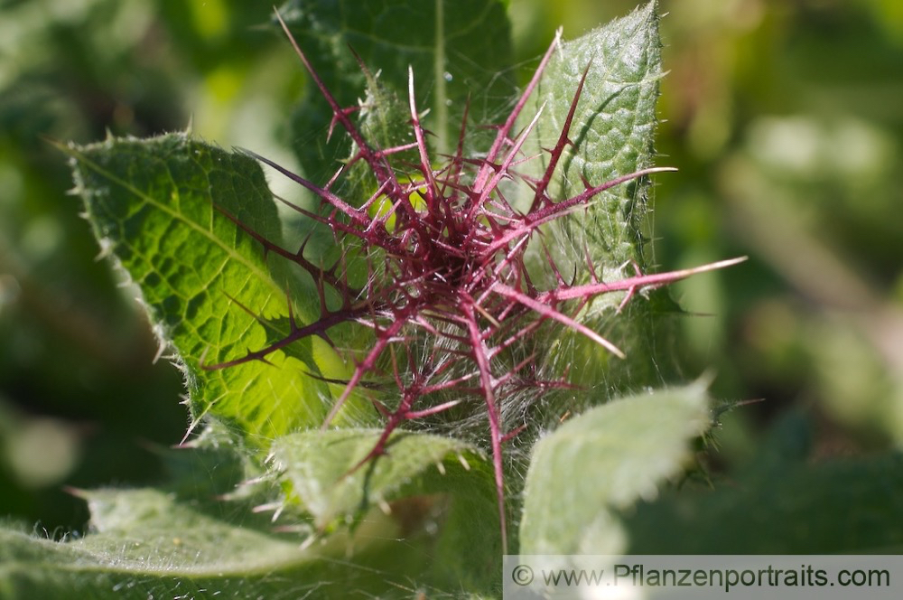 Cnicus benedictus Benediktenkraut Bitterdistel Blessed Thistle.jpg