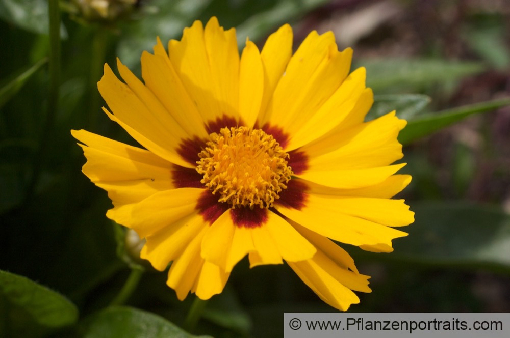 Coreopsis lanceolata Maedchenauge Lance Leaf Tickseed.jpg