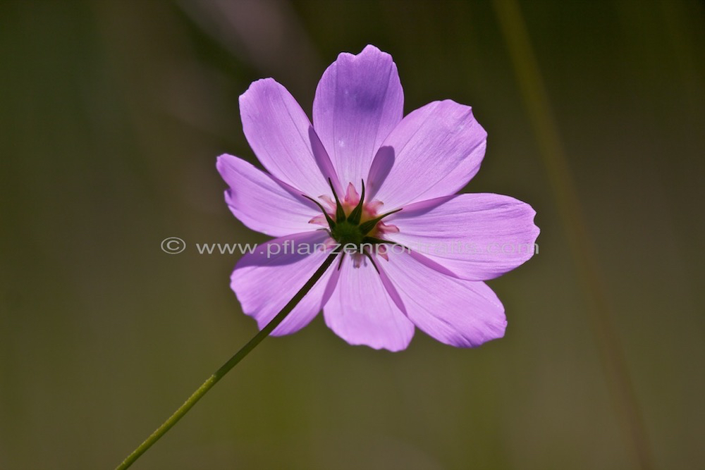 Cosmos bipinnatus Cosmea Schmuckkoerbchen Mexican aster 1.jpg