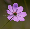 Cosmos bipinnatus Cosmea Schmuckkoerbchen Mexican aster 1.jpg