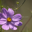 Cosmos bipinnatus Cosmea Schmuckkoerbchen Mexican aster.jpg